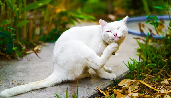 Smiley Witte Kat Scraching Haar Kin Een Tuin Gericht Haar — Stockfoto