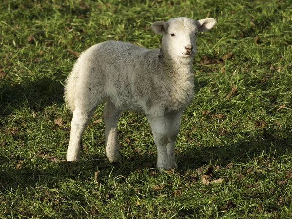 Ein Süßes Lamm Auf Der Wiese — Stockfoto