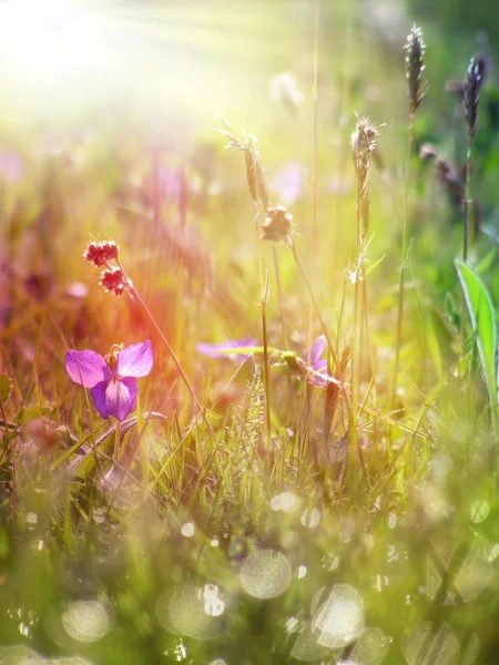Vad Tavaszi Virág Napsugár Alatt — Stock Fotó