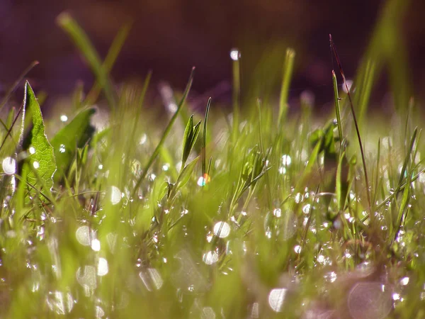 Dew Green Grass Morning Sunlight — Stock Photo, Image