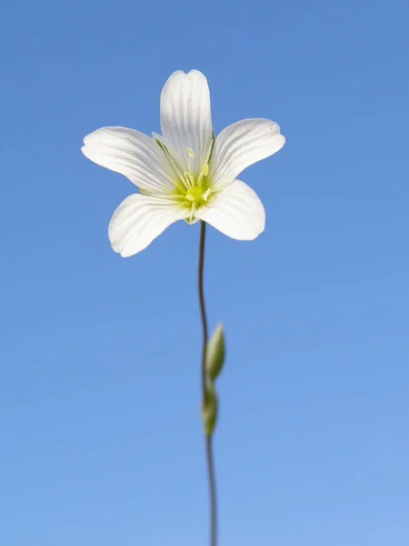 Flor Blanca Bajo Sol —  Fotos de Stock