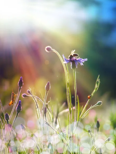 Wild Flower Alatt Napfény — Stock Fotó