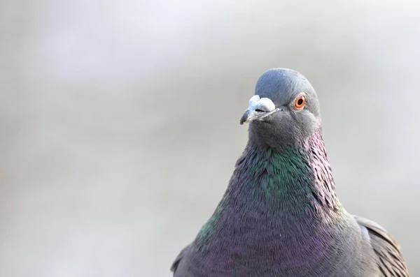 Vue Panoramique Sur Les Pigeons — Photo