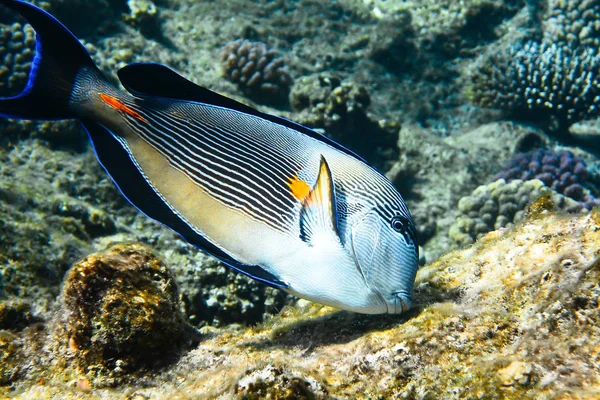 Medico Arabo Pesce Nel Mare Rosso — Foto Stock