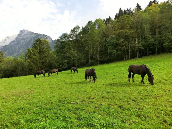 Malowniczy Widok Majestatyczny Krajobraz Alp — Zdjęcie stockowe