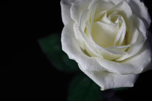 Vue Panoramique Belle Fleur Rose Blanche — Photo