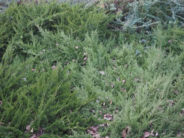 Hojas Verdes Verdes Útiles Como Fondo — Foto de Stock