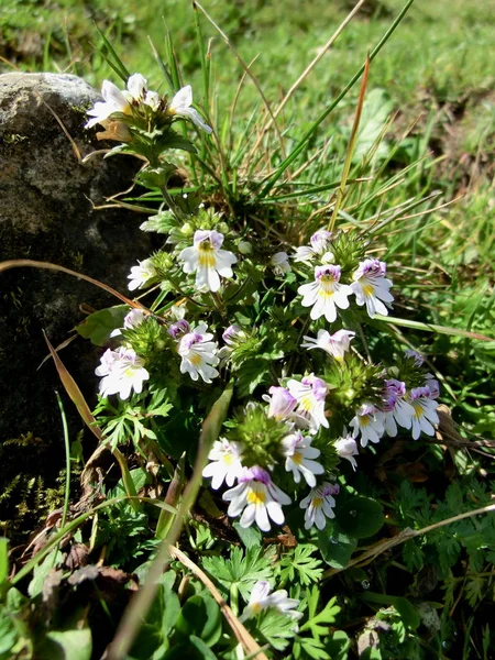 Vackra Blommor Blommigt Koncept Bakgrund — Stockfoto