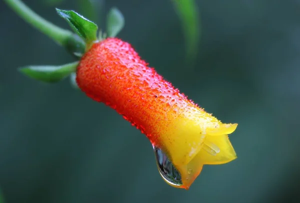 美丽的花朵 花卉概念背景 — 图库照片