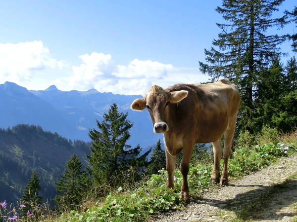 Vache Route Vers Les Montagnes — Photo