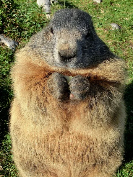 Marmot Groundhog Animal Rodent — Stock Photo, Image