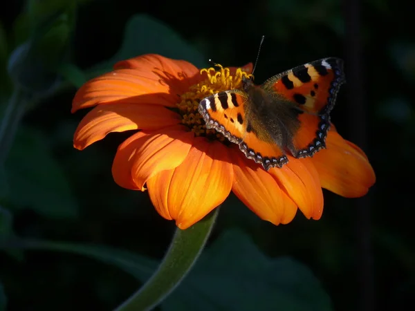 Flower Butterfly Orange — Stock Photo, Image