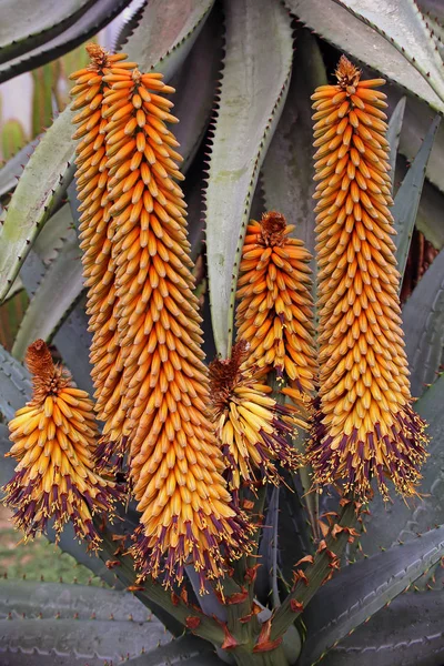 Aloe Peglerae Çiçekleri Cilt Bakımı — Stok fotoğraf