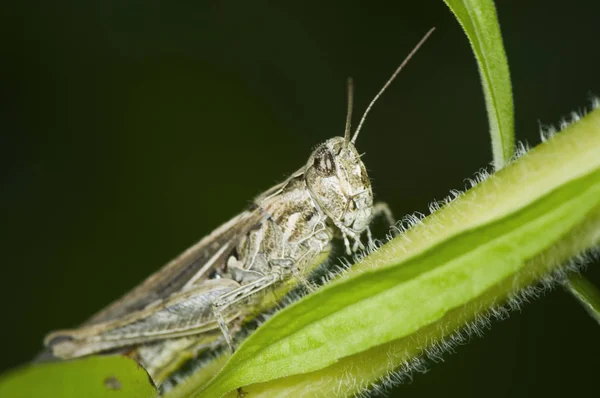 Heuschreckeninsekt Wirbellose Betwanze — Stockfoto