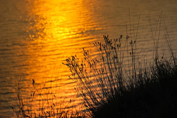 日の出の草 — ストック写真