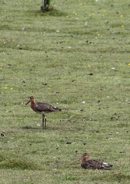 Uferschnepfe Auf Der Wiese — Stockfoto