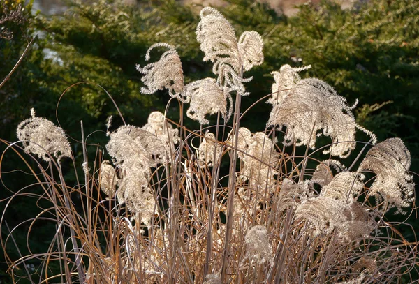 Ornamental Grass December Sun — Stock Photo, Image