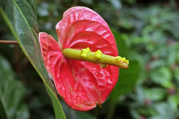 Flamingo Çiçeği Anthurium Ferrierense Tropikal Evde — Stok fotoğraf