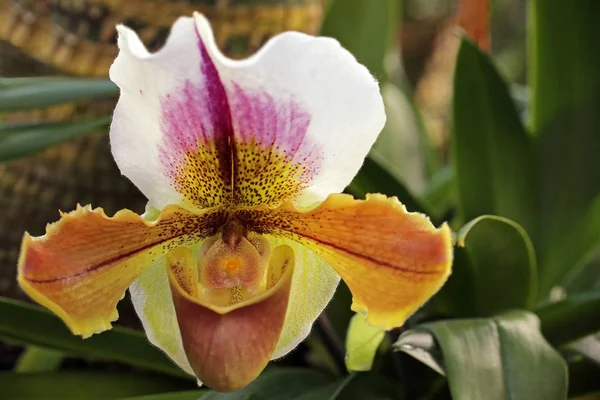 Orquídea Tropical Género Venus Zapato Paphiopedilum — Foto de Stock