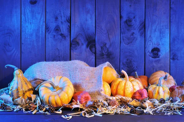Thanksgiving Different Pumpkins Jute Sack Straw Copy Space Blue Evening — Stockfoto