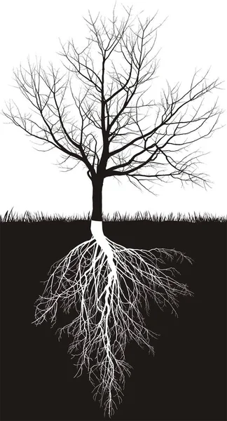 Black White Illustration Leafless Cherry Trees Roots — Stock Photo, Image