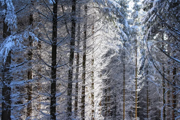 Zimowy Las Drzewa Pokryte Śniegiem — Zdjęcie stockowe