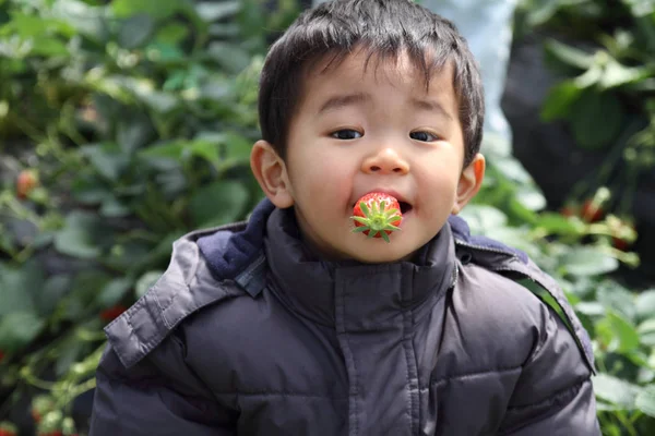 Chico Japonés Comiendo Fresa Años —  Fotos de Stock