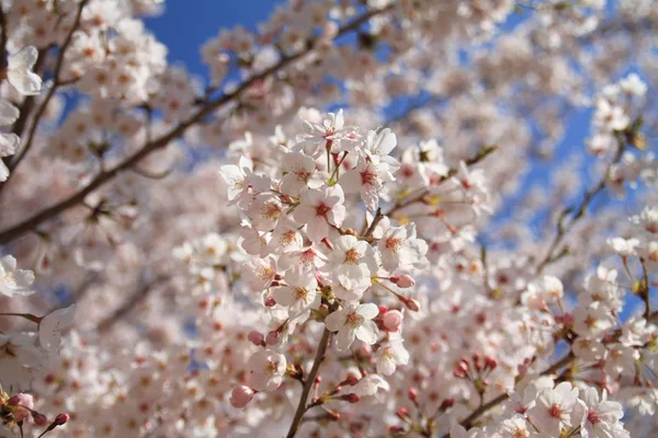 Árbol Flor Cerezo Primavera Con Flores —  Fotos de Stock