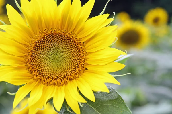 Sonnenblumen Aus Nächster Nähe — Stockfoto