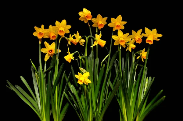 Vacker Vårblomma Påsklilja Narcissus — Stockfoto