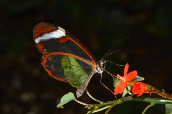 Kahlflügel Saugen Nektar Aus Einer Blume — Stockfoto