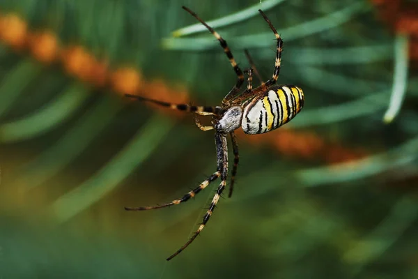 Çizgili Örümcek Bir Çam Ağacı Üzerine Yerleşti — Stok fotoğraf