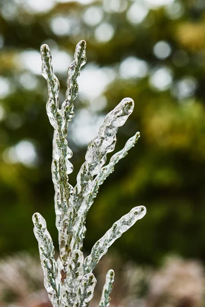 ビャクシン属の枝が氷で覆われています — ストック写真