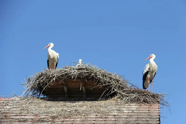 Aussichtsreicher Blick Auf Den Schönen Storchvogel Der Natur — Stockfoto