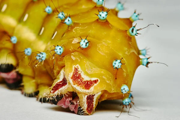 Caterpillar Piece Pape — 스톡 사진