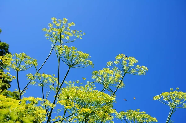 Зелене Насіння Фенхелю Рослині Фенхелю Проти Блакитного Неба — стокове фото