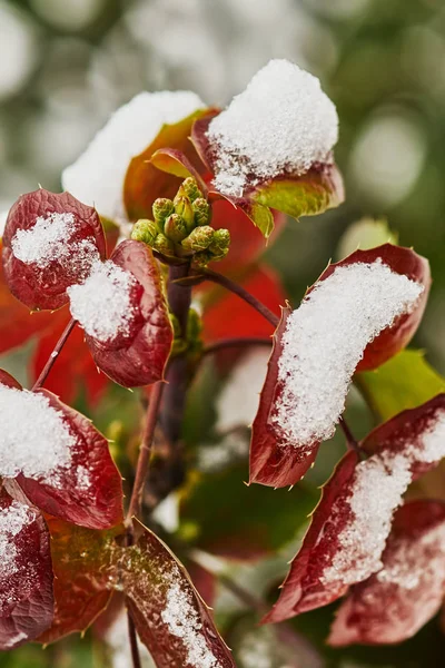 Arbusto Mahonia Com Folhas Vermelhas Botões Verdes Cobertos Neve — Fotografia de Stock