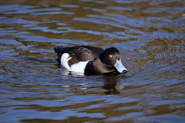 Male Tufted Duck Swimming — Stock Photo, Image