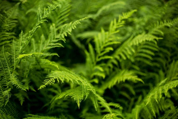 Bellissimo Scenario Della Foresta — Foto Stock