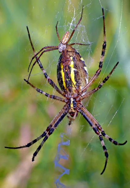 Σφήκα Argiope Bruennichi Αράχνη Στο Ζευγάρωμα — Φωτογραφία Αρχείου