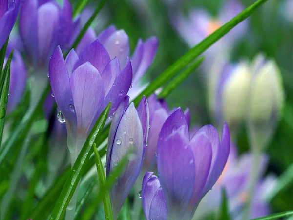 Vue Belles Fleurs Printanières — Photo