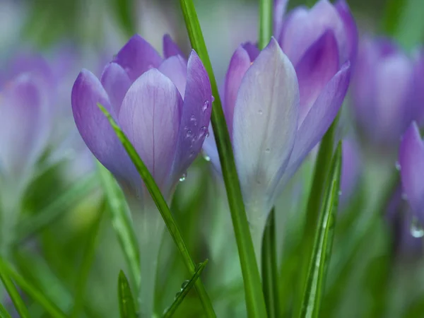 Vue Belles Fleurs Printanières — Photo