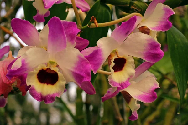 Цветы Орхидеи Гибридного Дендробия — стоковое фото