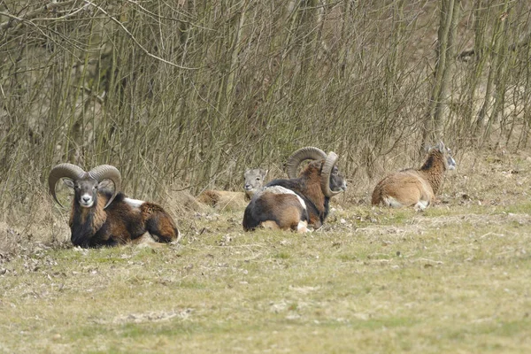 Jungtiere Selektiver Fokus — Stockfoto