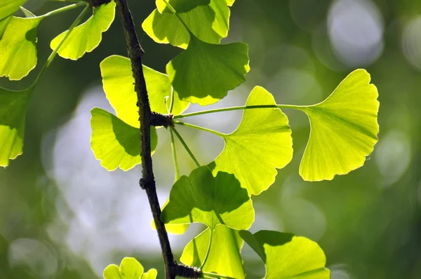 Листья Гинкго Листья Деревьев — стоковое фото