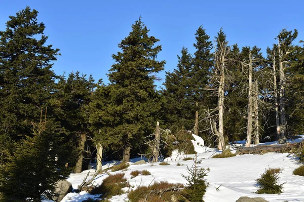 Vinter Skog Natur Bakgrund — Stockfoto