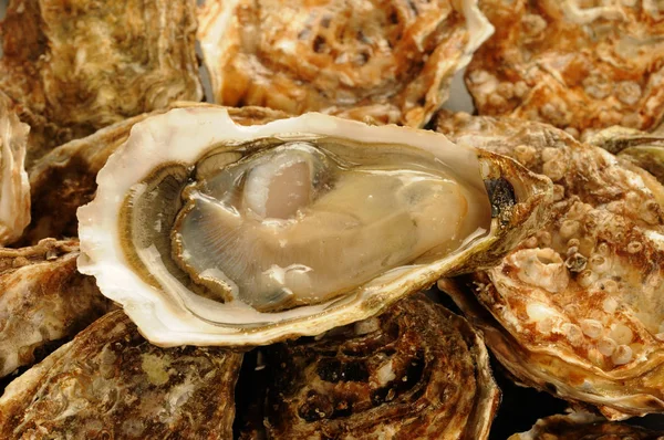 France Oysters Market Normandy — Stock Photo, Image