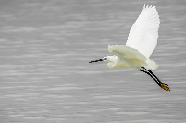 Liten Egret Flykten Över Havet Zanzibar — Stockfoto