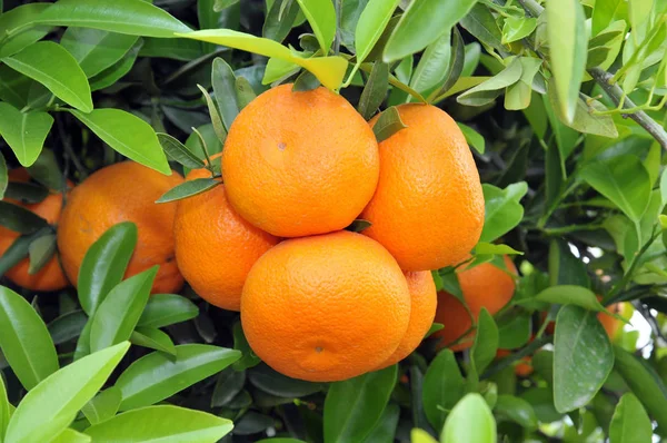 Mandarini Arancioni Sull Albero — Foto Stock