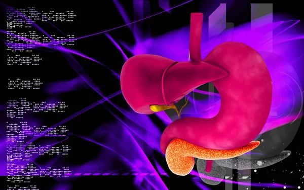 Renkli Arka Planda Karaciğer Midenin Dijital Illüstrasyonu — Stok fotoğraf
